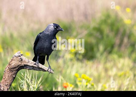 jackdaw (Corvus monedula, Coloeus monedula), perchée sur bois mort, Espagne, Katalonia, Montgai Banque D'Images