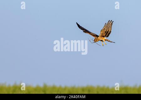 Harrier de montague (Circus pygargus), femelle en vol avec du matériel de nidification dans le bec, Espagne, Estrémadure Banque D'Images