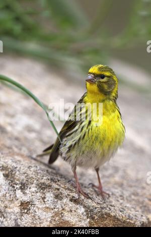 serin européen (Serinus serinus), mâle sur une pierre, Espagne, Losa del Obispo Banque D'Images