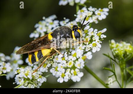 La mouche du soldat général à bandes (Stratiomys potamida, Stratiomys splendens), est assise sur une inflorescence, en Allemagne Banque D'Images