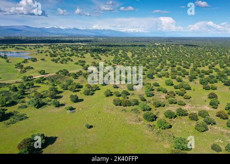 Chêne de Holm, chêne d'Evergreen, chêne de Holly, chêne d'Evergreen (Quercus ilex), grande dehesa de chêne de holm en face de la Sierra de Gredos, vue aérienne au nord de Monfrague Banque D'Images