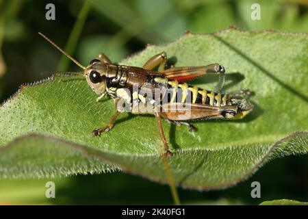 Sauterelle de montagne brune (Podisma pedestris), homme assis sur une feuille, Allemagne Banque D'Images