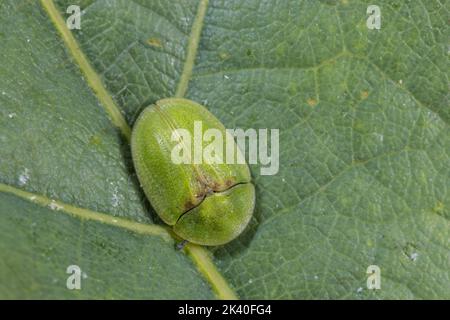 Le coléoptère de la tortue du chardon (Cassida rubiginosa), est assis sur une feuille, en Allemagne Banque D'Images