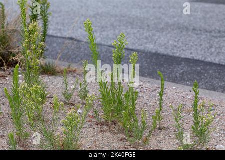 Cheval cousu, fleabane canadien (Conyza canadensis, Erigeron canadensis), poussant sur une chaussée, en Allemagne Banque D'Images