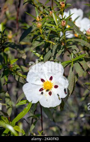 Gum Cistus, Gum Rockrose (Cistus ladanifer), floraison, Espagne, Estrémadure, Parc national de Monfrague Banque D'Images