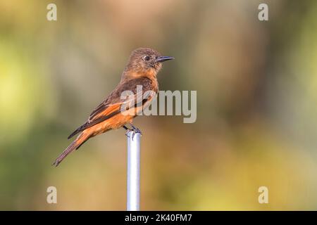 Flycatcher de falaise (Hirundinea ferruginea), perché sur un poteau, Brésil, Mata Atlantica, Parc national d'Itatiaia Banque D'Images