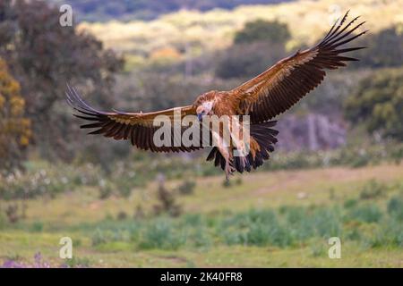 griffon vautour (Gyps fulvus), terres pour jeunes sur le terrain, Espagne, Katalonia, Salorino, Sierra de San Pedro Banque D'Images