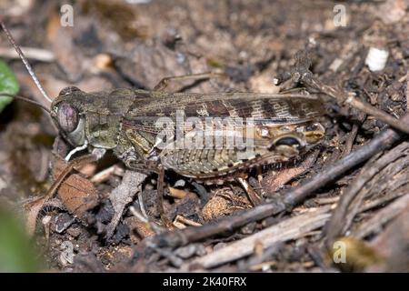 Le criquet italien (Callipamus italicus, Calliptenus cerisanus), au sol, en Allemagne Banque D'Images