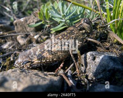 Le criquet italien (Callipamus italicus, Calliptenus cerisanus), est assis sur une pierre, l'Allemagne Banque D'Images