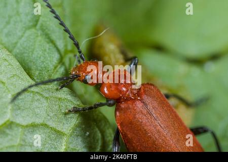 Cardinal Beetle, cardinal scarabée, cardinal à tête rouge (Pyrochroma serraticornis), femme assise sur une feuille, portrait, Allemagne Banque D'Images