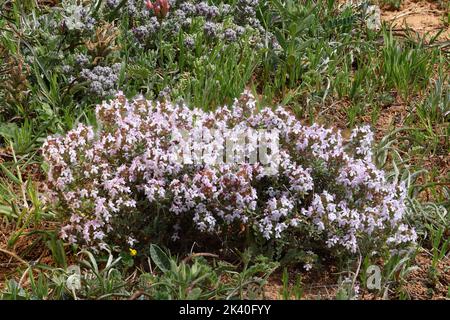 Thym de jardin, thym anglais, thym commun (Thymus vulgaris), floraison, Espagne, Aragonien, Ayerbe Banque D'Images