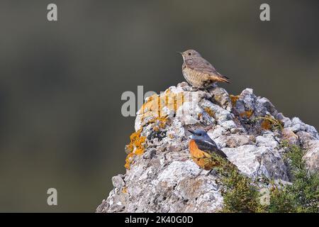 Muguet de roche de montagne, Grive de roche à queue rousse (monticola saxatilis), paire perchée sur un rocher, Espagne, Aragon, Ayerbe Banque D'Images