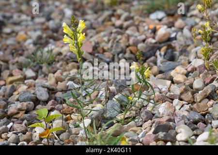 Toadlin commun, toadlin jaune, ragoût, beurre et oeufs (Linaria vulgaris), croissant parmi le gravier, Allemagne Banque D'Images