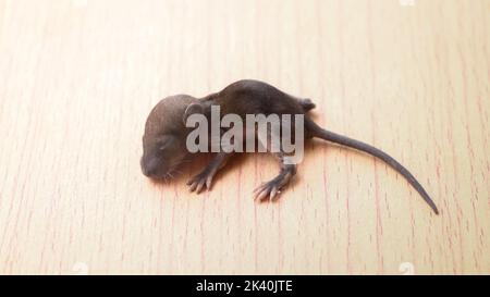 un joli petit bébé de rat nouveau-né qui dormait isolé sur une table en bois Banque D'Images