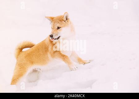 Shiba Inu s'amuser à travers les déneigements. Curieux jeunes Japonais petite taille Shiba Inu chien jouer en plein air dans la neige, Snowdrift à Sunny hiver Day. Copier Banque D'Images