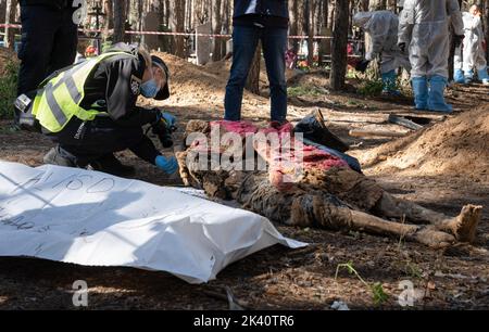 19 septembre 2022, Izyum, Ukraine: (NOTE DE LA RÉDACTION: Image dépeint la mort).les chercheurs sont vus examinant un corps exhumé. Un site de sépulture de masse a été trouvé dans la périphérie de la ville ukrainienne orientale, Izyum, région de Kharkiv, qui a été libérée de l'occupation russe il y a deux semaines. Au moins 445 nouvelles tombes ont été trouvées sur le site d'un cimetière existant alors que beaucoup n'ont que des numéros écrits sur la croix en bois. Tous les corps seront exhumés et envoyés pour examen médico-légal mais il a été dit lors des premières enquêtes que certains organes ont montré des signes de torture. (Image de crédit : © Ashley Chan/SOPA Images v Banque D'Images