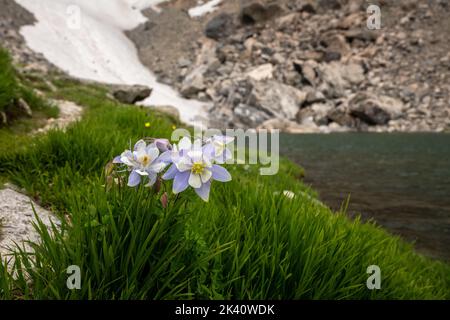 Herbe verte brillante et Columbine en fleurs le long d'Andrews Tarn Banque D'Images