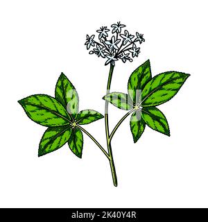 Fleur de ginseng sauvage dessinée à la main avec des feuilles isolées sur fond blanc. Illustration vectorielle botanique en style d'esquisse coloré pour emballage, logo, sc Illustration de Vecteur