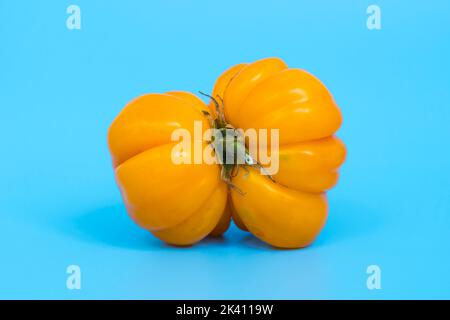 Concept de légumes laids. Tomates de différentes formes inhabituelles sur fond bleu minimal. Une métaphore de l'imperfection, du corps féminin, de l'art de la photographie et de la forme. Photo de haute qualité Banque D'Images