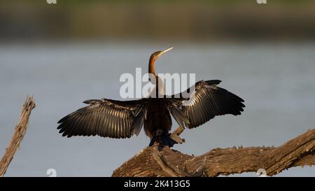 Darter africain ( Anhinga rufa) Réserve naturelle de Pilanesberg, Afrique du Sud Banque D'Images