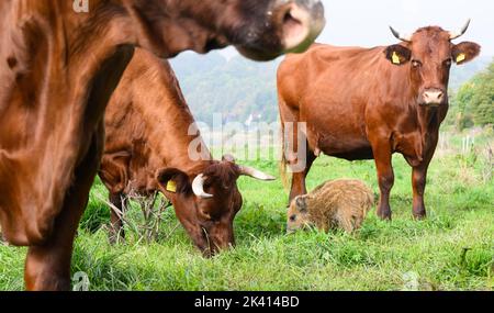 29 septembre 2022, Basse-Saxe, Brevörde-grave: Le sanglier 'Frida' mange entre les vaches dans un pâturage sur le Weser dans le district de Holzminden. Il y a quelques semaines, le sanglier frais s'est joint à un troupeau de bovins rouges de la ferme biologique familiale Stapel, dans la tombe près de Brevörde. Photo: Julian Stratenschulte/dpa Banque D'Images