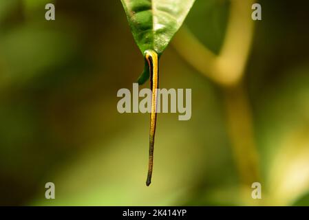 Vue rapprochée d'une Leech tigre (Haemadipsa picta) dans une feuille. Sabah, Bornéo Banque D'Images