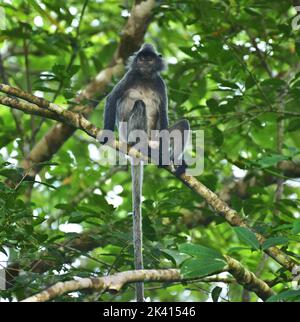 Singe à feuilles d'argent (Trachypithecus cristatus) assis dans une branche. Sabah, Bornéo, Malaisie Banque D'Images