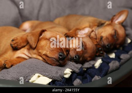 Trois chiots bruns dorment sur une litière, de petits chiens de race se reposent. Prendre soin des animaux. Mini-broche. Gros plan. Banque D'Images