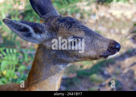 Jachère cerf bébé Banque D'Images
