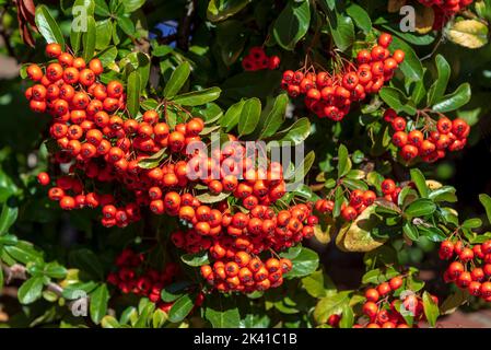 Masse de baies rouges sur cette brousse de corne de corne d'orée. Les baies de Hawthorn sont de petits fruits qui poussent sur les arbres et les arbustes Banque D'Images