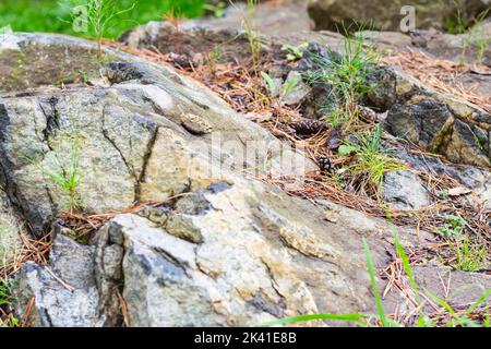 Petits pins qui poussent sur la pierre, centre d'intérêt sélectif roc, paysage de montagne en automne. Sur la roche volcanique dure pousser le sprint de pins.Ecology reforestatio Banque D'Images