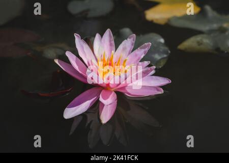 Belle fleur rose de lotus dans l'étang. Photo de haute qualité Banque D'Images