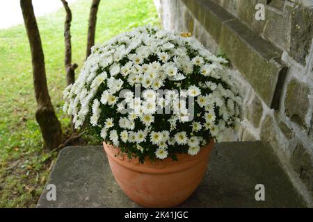 Pot de chrysanthèmes à fleurs blanches à l'extérieur pour la décoration en automne et au début de l'hiver dans un cache-pot brun avec une bande verte Banque D'Images