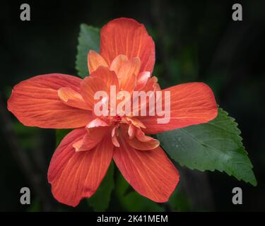 Gros plan de fleur orange vif double hibiscus rosa sinensis sur fond naturel foncé Banque D'Images