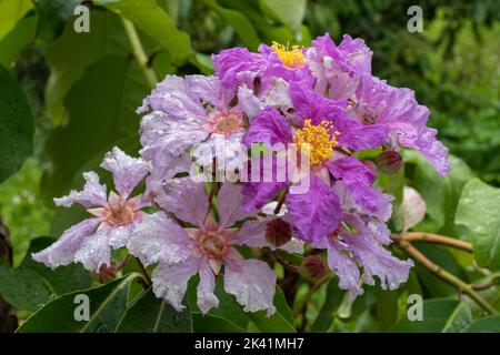 Vue rapprochée d'un groupe coloré de fleurs de la lagerstroemia speciosa aka crepe myrte ou fierté de l'Inde isolé sur fond naturel Banque D'Images