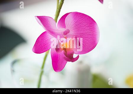 Radiant Orchid flower Banque D'Images