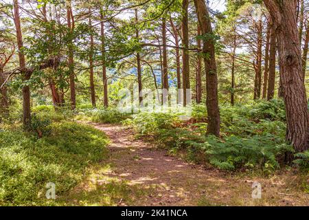 Une promenade dans les bois en été à travers les bois de pin à Webbers Post près de Luccombe dans le parc national d'Exmoor, Somerset Royaume-Uni Banque D'Images