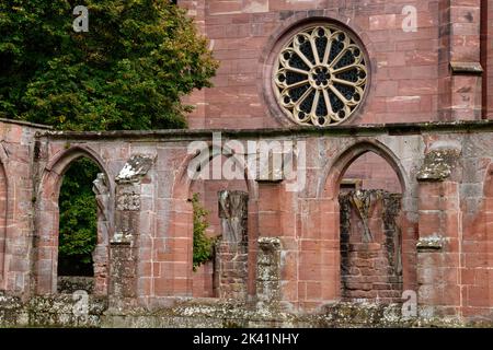 Abbaye de Hirsau (ancienne abbaye bénédictine) : roseraie de la chapelle de la Dame (Marienkapelle), près de Calw dans la Forêt Noire du Nord, Bade-Wurtemberg, Allemagne Banque D'Images