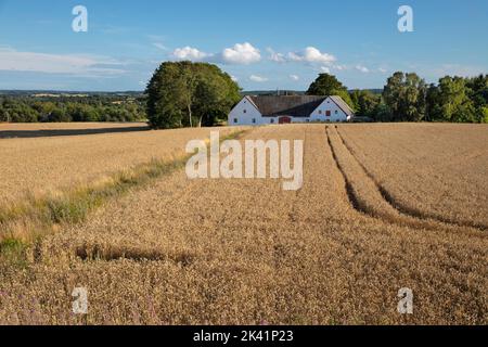 Champ de blé doré avec grange danoise en arrière-plan l'après-midi ensoleillé, Munkerup, Zélande, Danemark, Europe Banque D'Images