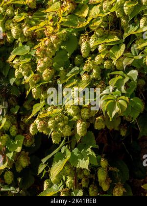 Houblon poussant au-dessus d'un mur de jardin dans un jardin du Royaume-Uni. Banque D'Images