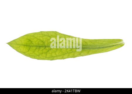 Ringelblume, Garten-Ringelblume, Calendula officinalis, pot marigold, ruddles commun, souci, souci, le jardin Anglais, Écossais marigold souci, Banque D'Images