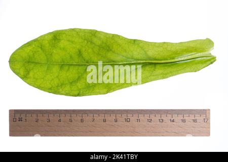 Ringelblume, Garten-Ringelblume, Calendula officinalis, pot marigold, ruddles commun, souci, souci, le jardin Anglais, Écossais marigold souci, Banque D'Images