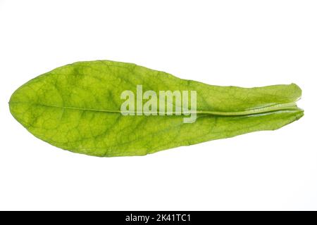 Ringelblume, Garten-Ringelblume, Calendula officinalis, pot marigold, ruddles commun, souci, souci, le jardin Anglais, Écossais marigold souci, Banque D'Images