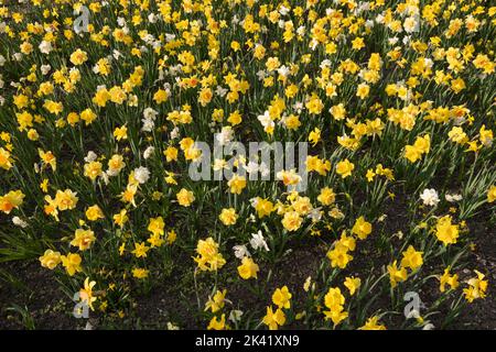 Champ de Narcisse daffodil fleurs fleuries au printemps, plante vivace à fleurs de la famille des Amaryllidaceae. Banque D'Images