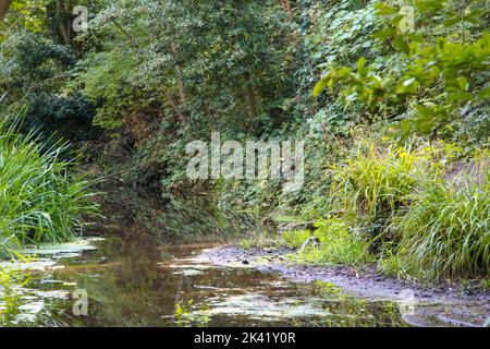 Vue sur la rivière Hogsmill en automne, Ewell, Epsom, Surrey, Angleterre, Royaume-Uni, septembre 2022 Banque D'Images