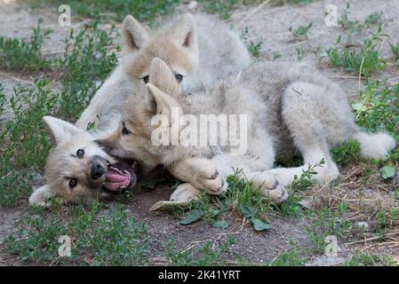 Des loups de l'Arctique jouent Banque D'Images