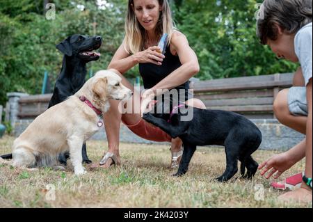 La propriétaire de chien caucasien formation d'obéissance à ses trois chiens, deux labrador retrivers et une race mixte, à l'extérieur de l'arrière-cour. Banque D'Images