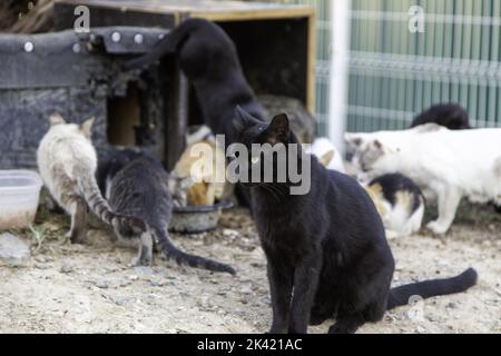 Colonie féline dans la rue, animaux sauvages abandonnés, peste Banque D'Images