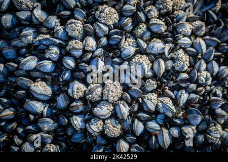 Une abondance de moules sur une roche à marée basse, sur la plage de Perranporth, dans les Cornouailles Banque D'Images