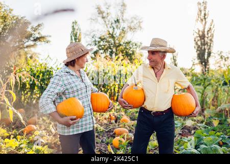 Des familles de deux agriculteurs âgés cueillient des citrouilles dans le champ d'automne au coucher du soleil. Les travailleurs heureux récoltent des légumes dans le jardin Banque D'Images